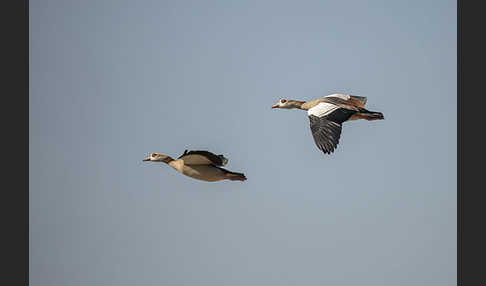 Nilgans (Alopochen aegyptiacus)