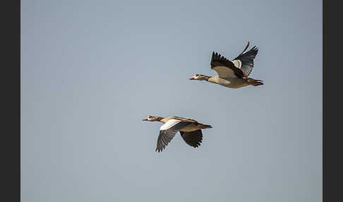 Nilgans (Alopochen aegyptiacus)