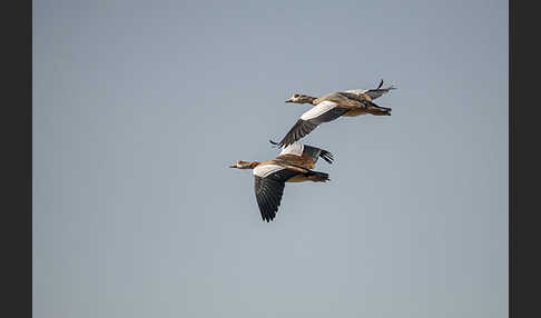 Nilgans (Alopochen aegyptiacus)