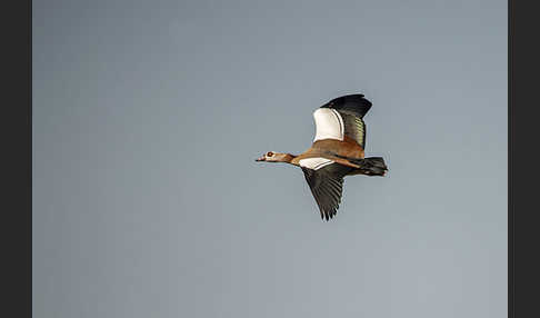 Nilgans (Alopochen aegyptiacus)