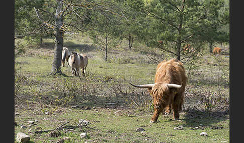 Schottisches Hochlandrind (Bos primigenius f. taurus)