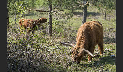 Schottisches Hochlandrind (Bos primigenius f. taurus)