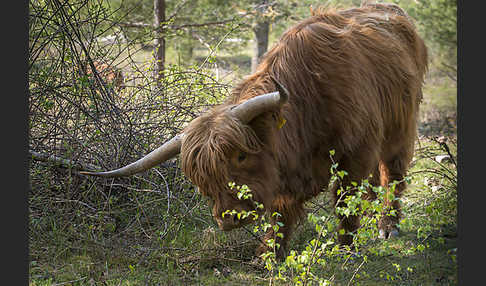 Schottisches Hochlandrind (Bos primigenius f. taurus)