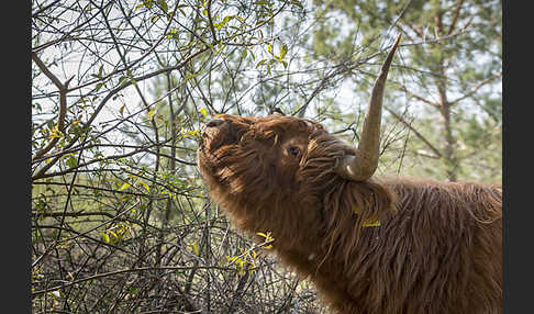 Schottisches Hochlandrind (Bos primigenius f. taurus)