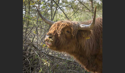 Schottisches Hochlandrind (Bos primigenius f. taurus)