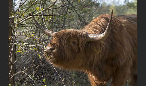 Schottisches Hochlandrind (Bos primigenius f. taurus)