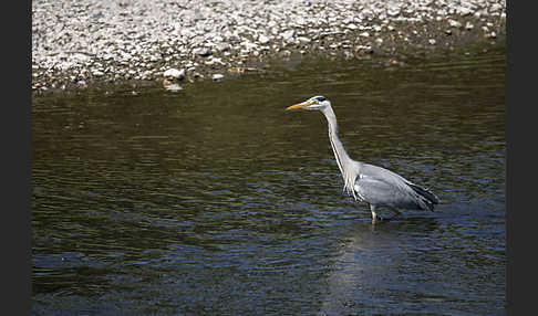 Graureiher (Ardea cinerea)