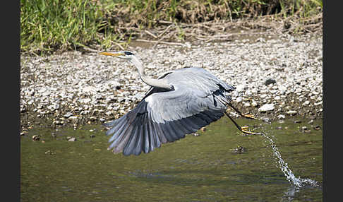 Graureiher (Ardea cinerea)