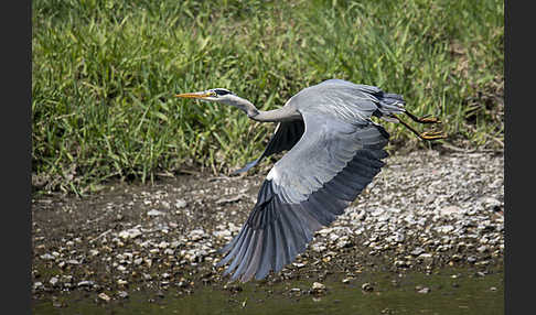 Graureiher (Ardea cinerea)