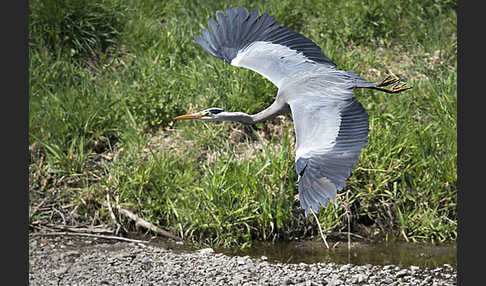 Graureiher (Ardea cinerea)