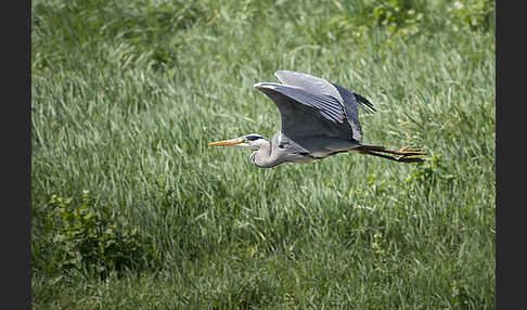 Graureiher (Ardea cinerea)