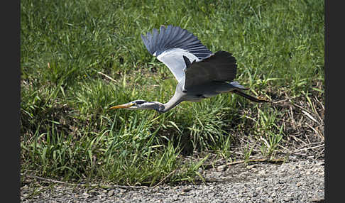 Graureiher (Ardea cinerea)