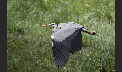 Graureiher (Ardea cinerea)