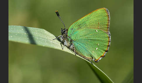 Brombeerzipfelfalter (Callophrys rubi)