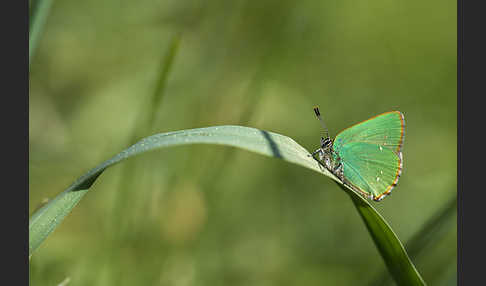 Brombeerzipfelfalter (Callophrys rubi)