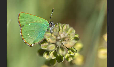 Brombeerzipfelfalter (Callophrys rubi)