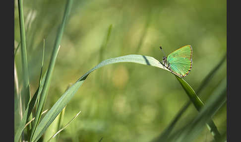 Brombeerzipfelfalter (Callophrys rubi)