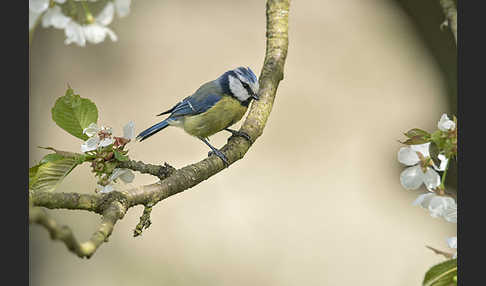 Blaumeise (Parus caeruleus)