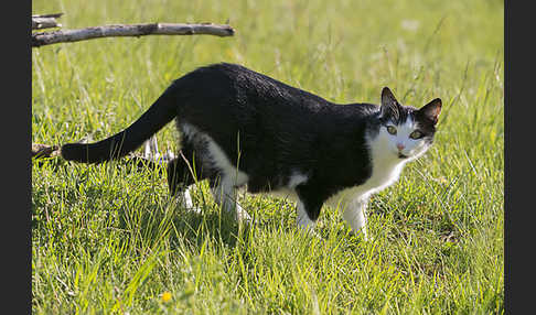 Hauskatze (Felis silvestris forma catus)