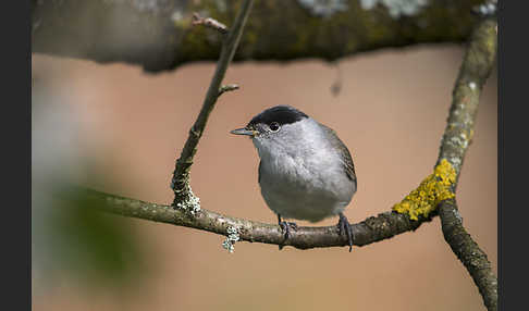 Mönchsgrasmücke (Sylvia atricapilla)