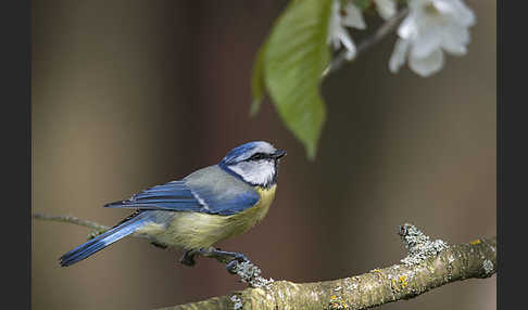 Blaumeise (Parus caeruleus)