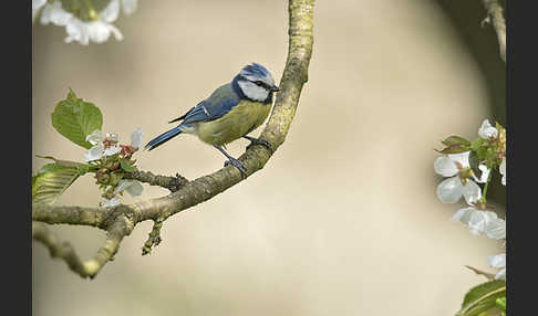 Blaumeise (Parus caeruleus)