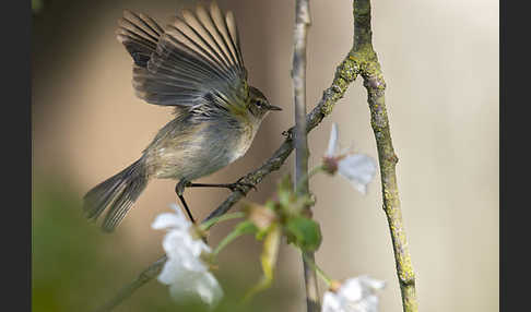 Zilpzalp (Phylloscopus collybita)