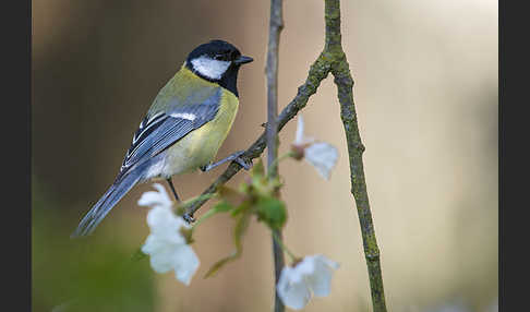 Kohlmeise (Parus major)