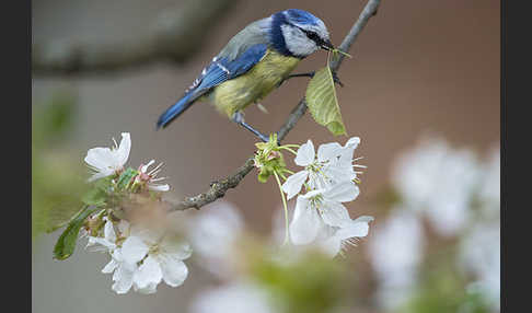 Blaumeise (Parus caeruleus)