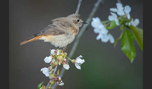 Gartenrotschwanz (Phoenicurus phoenicurus)