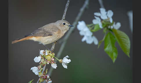 Gartenrotschwanz (Phoenicurus phoenicurus)