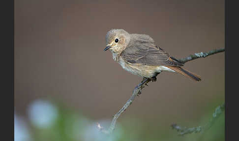 Gartenrotschwanz (Phoenicurus phoenicurus)