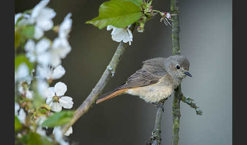 Gartenrotschwanz (Phoenicurus phoenicurus)