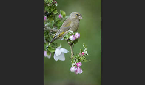 Grünfink (Carduelis chloris)