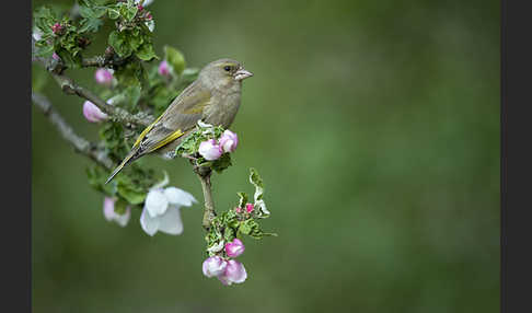 Grünfink (Carduelis chloris)