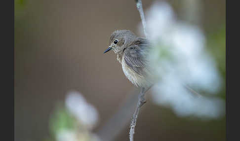 Gartenrotschwanz (Phoenicurus phoenicurus)