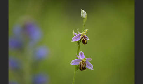 Bienen-Ragwurz (Ophrys apifera)