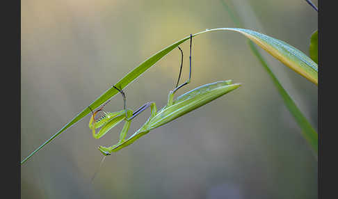 Europäische Gottesanbeterin (Mantis religiosa)