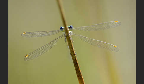 Kleine Binsenjungfer (Lestes virens)