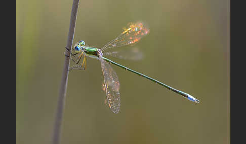 Kleine Binsenjungfer (Lestes virens)