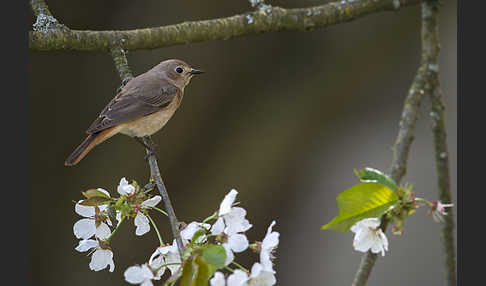 Gartenrotschwanz (Phoenicurus phoenicurus)