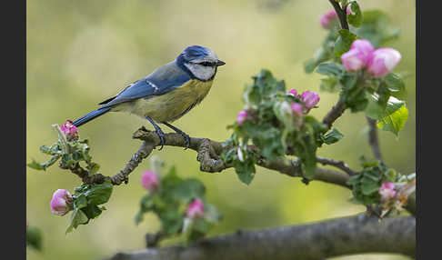 Blaumeise (Parus caeruleus)