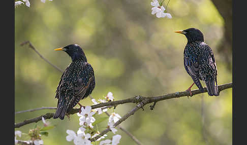 Star (Sturnus vulgaris)