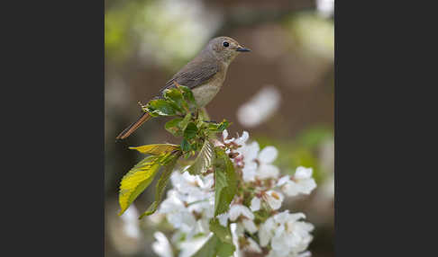 Gartenrotschwanz (Phoenicurus phoenicurus)