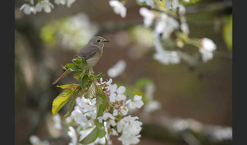 Gartenrotschwanz (Phoenicurus phoenicurus)