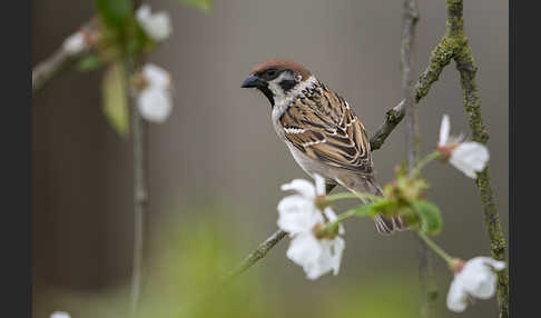 Feldsperling (Passer montanus)