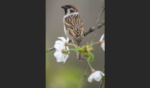 Feldsperling (Passer montanus)