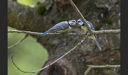 Blaumeise (Parus caeruleus)