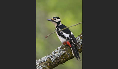 Buntspecht (Dendrocopos major)