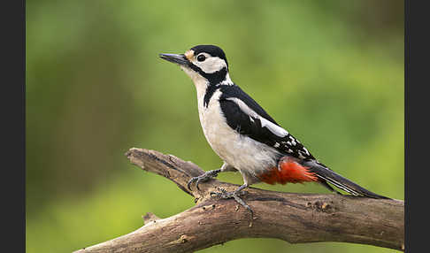 Buntspecht (Dendrocopos major)